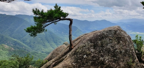 거창 우두산 소나무